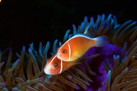 Orange Skunk Clownfish (Pair) — image 1