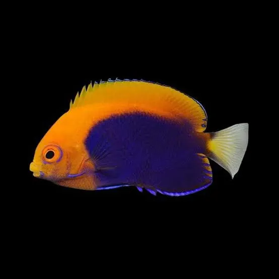 Flameback Angelfish — image 1