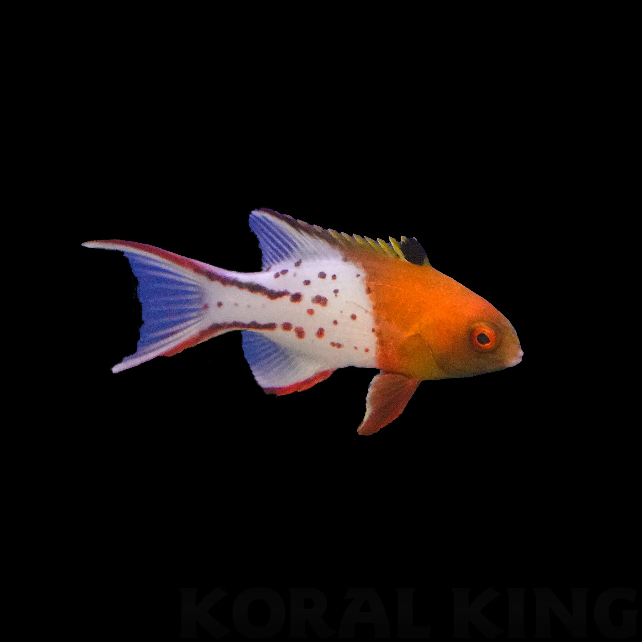 Lyretail Hogfish — image 1