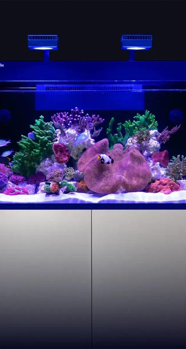 Neptunian Cube Aquarium vs Red Sea Reefer Aquarium – Which Reef Tank Should Beginners Choose in the Maldives?