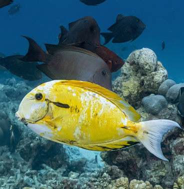 When Fish Forget Their Colors: Three Aberrant Surgeonfish in the Maldives