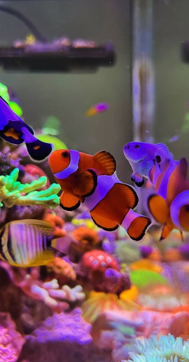 Aquarium.1101 's 300 Mixed Reef