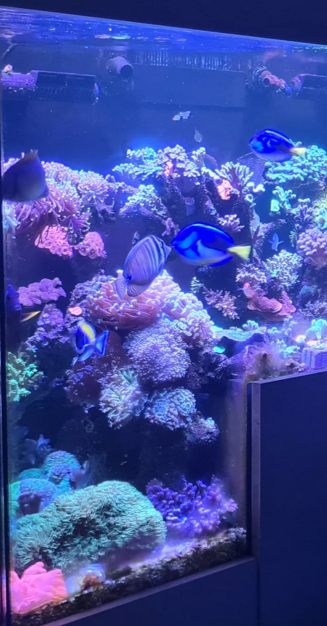 Black Muraka Reef's 550 Mixed Reef