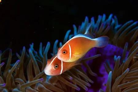 Orange Skunk Clownfish (Pair)