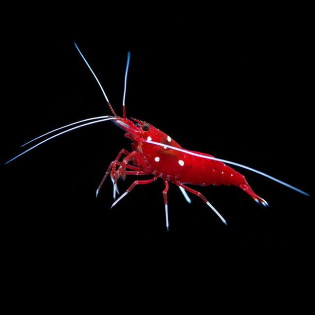 Blood Red Fire Shrimp