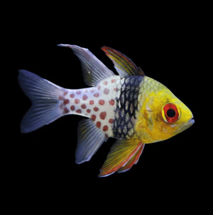 Pajama Cardinalfish