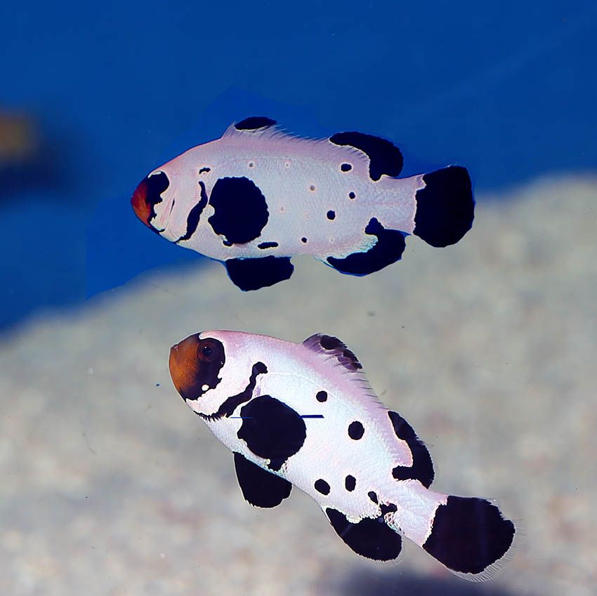 Black Frostbite Clownfish (PAIR)