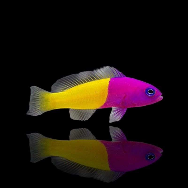 Bicolor Dottyback