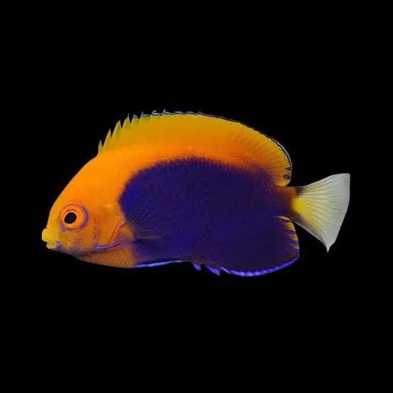 Flameback Angelfish
