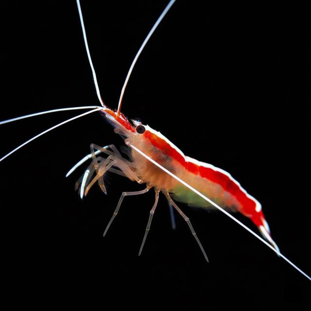 Cleaner Shrimp (Lysmata amboinensis)