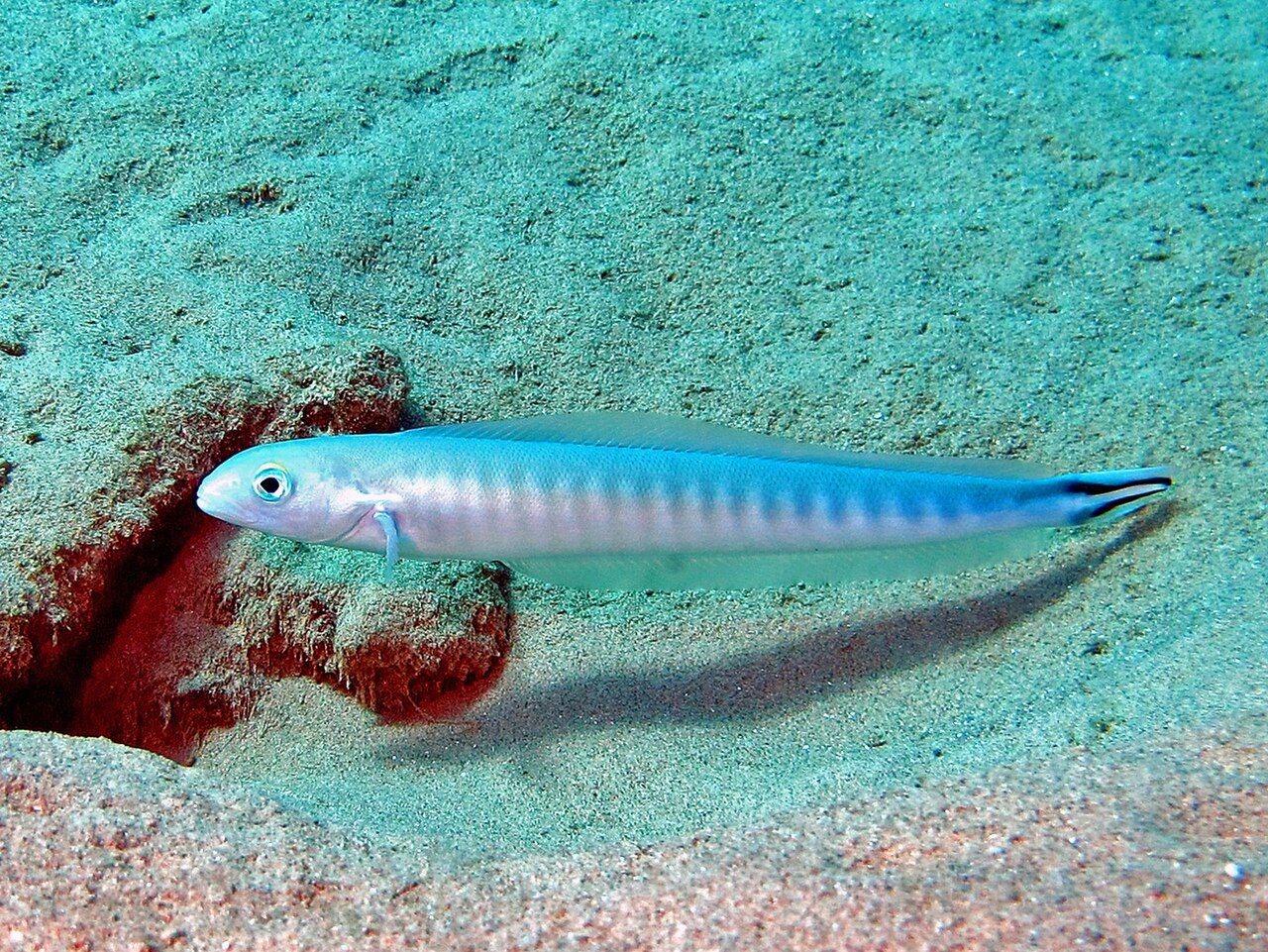 Flagtail Tilefish (Malacanthus brevirostris)