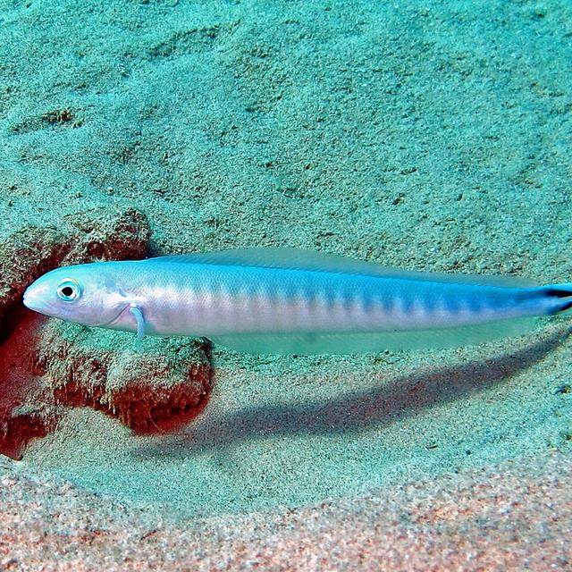 Flagtail Tilefish (Malacanthus brevirostris)