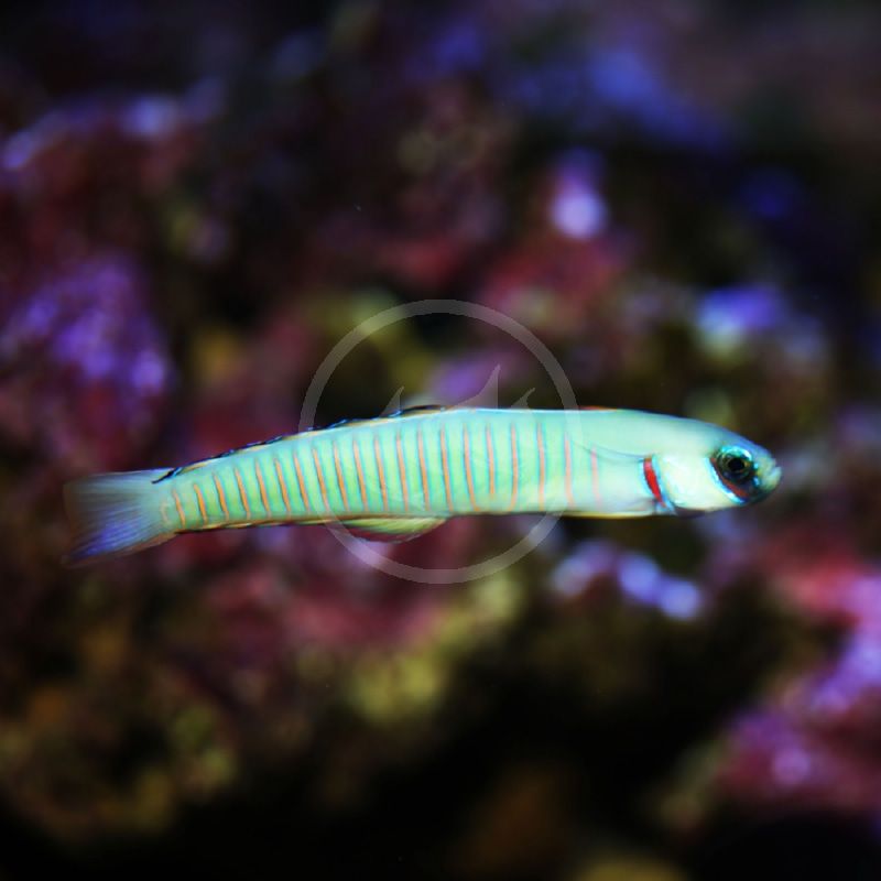 Zebra Goby (Ptereleotris zebra)