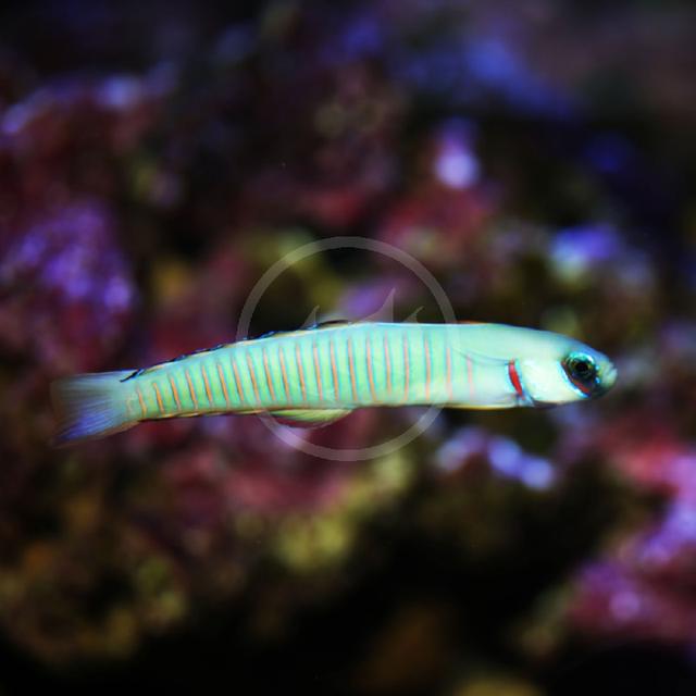 Zebra Goby (Ptereleotris zebra)